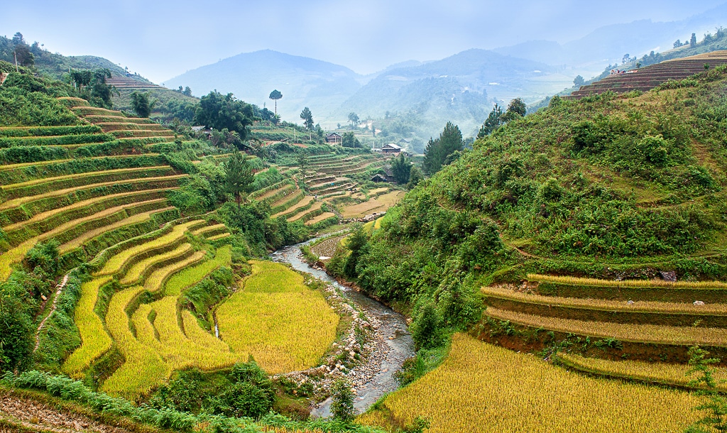 Rice Field in Vietnam